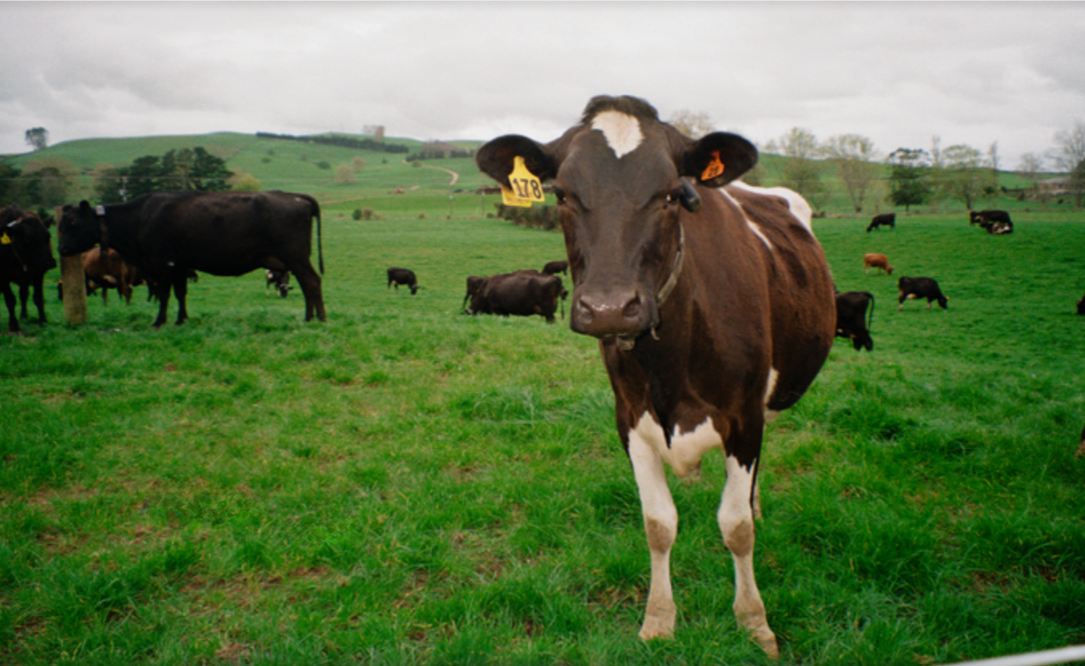 Halter accelerates international expansion following Series E fund-raising round