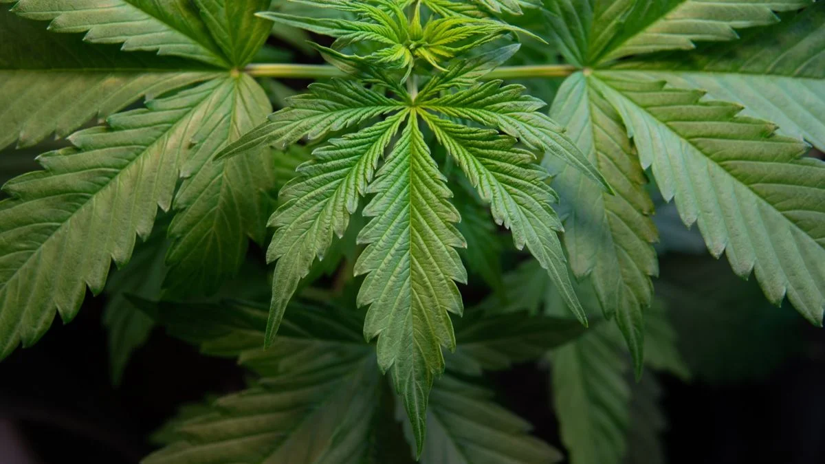 Cannabis and Lending Firm Seeks SEC Permission to Raise $50M in Crypto Sale