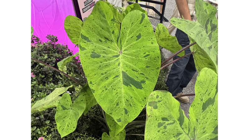 Retailers' Choice Awards honor 15 products at Cultivate'26