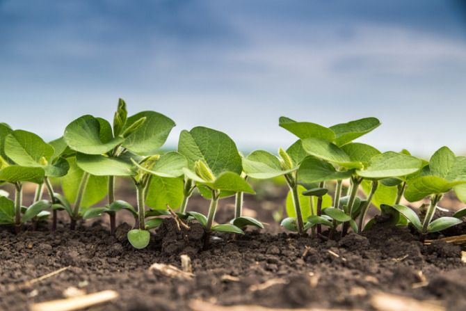 Exclusive: Ag insights platform Gro Intelligence unable to make payroll, replaces founder with new CEO