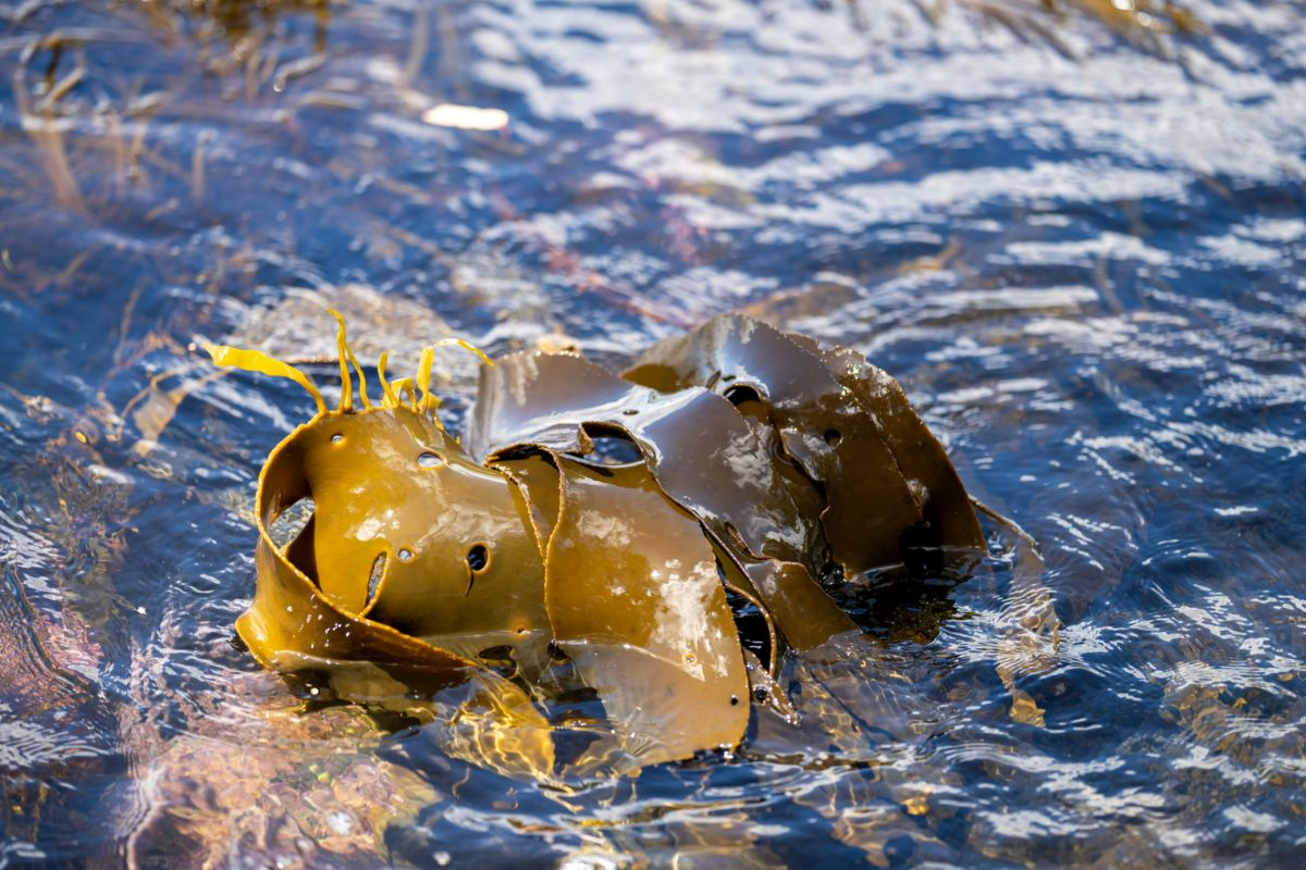 Seaweed Farming in Disaster Bay: Information session and research workshop