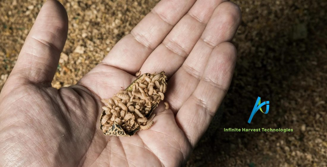 How Infinite Harvest Technologies is Transforming Waste into Animal Food