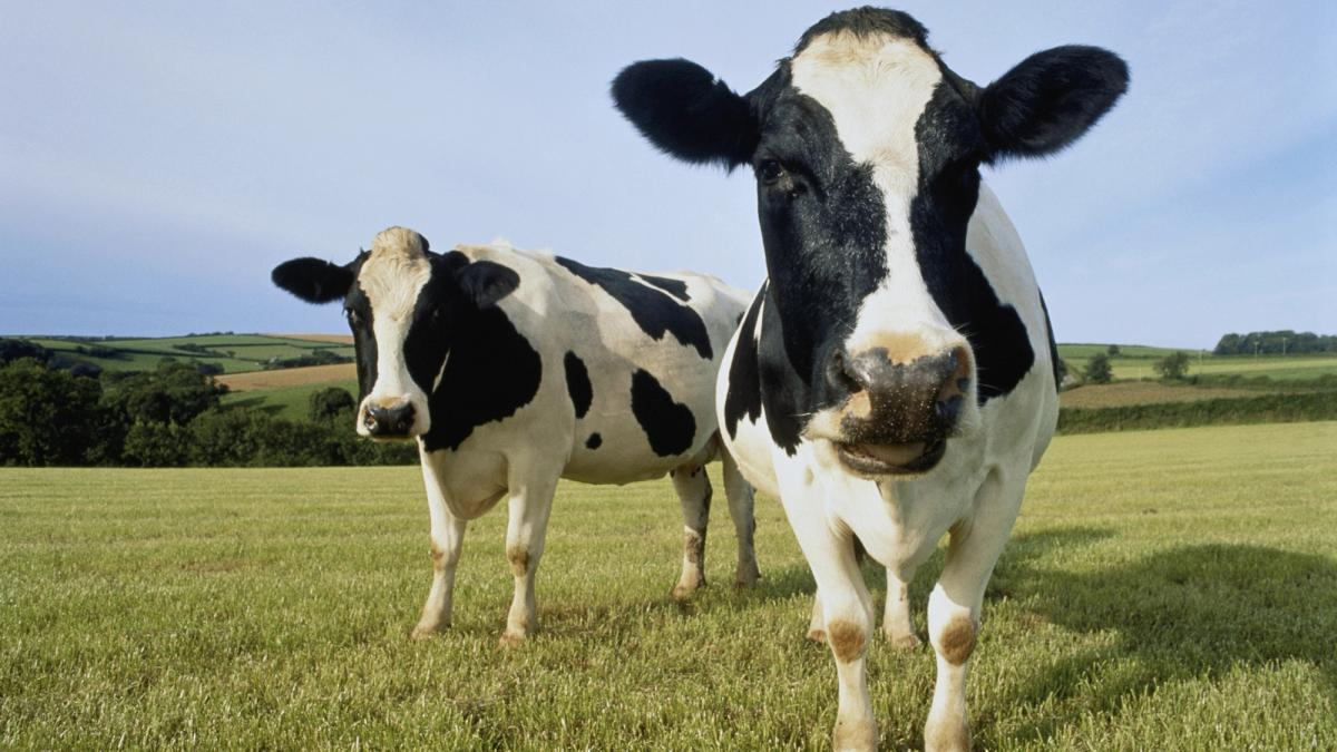 DEX Aggregator CoW Swap Targets 33% Trading Boost With Collaboration Feature, More Rewards
