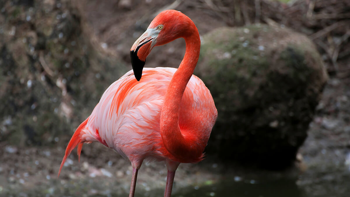 OpenStack Flamingo Reduces Technical Debt, Boosts Performance