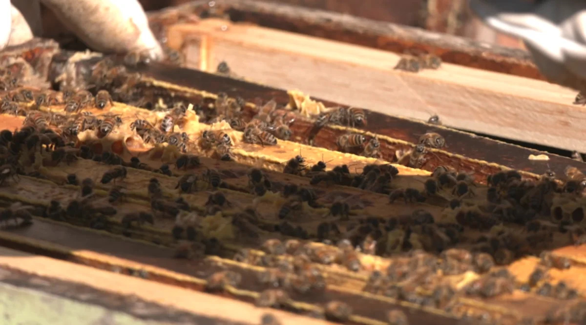 Koffman Innovations: BuzzHive