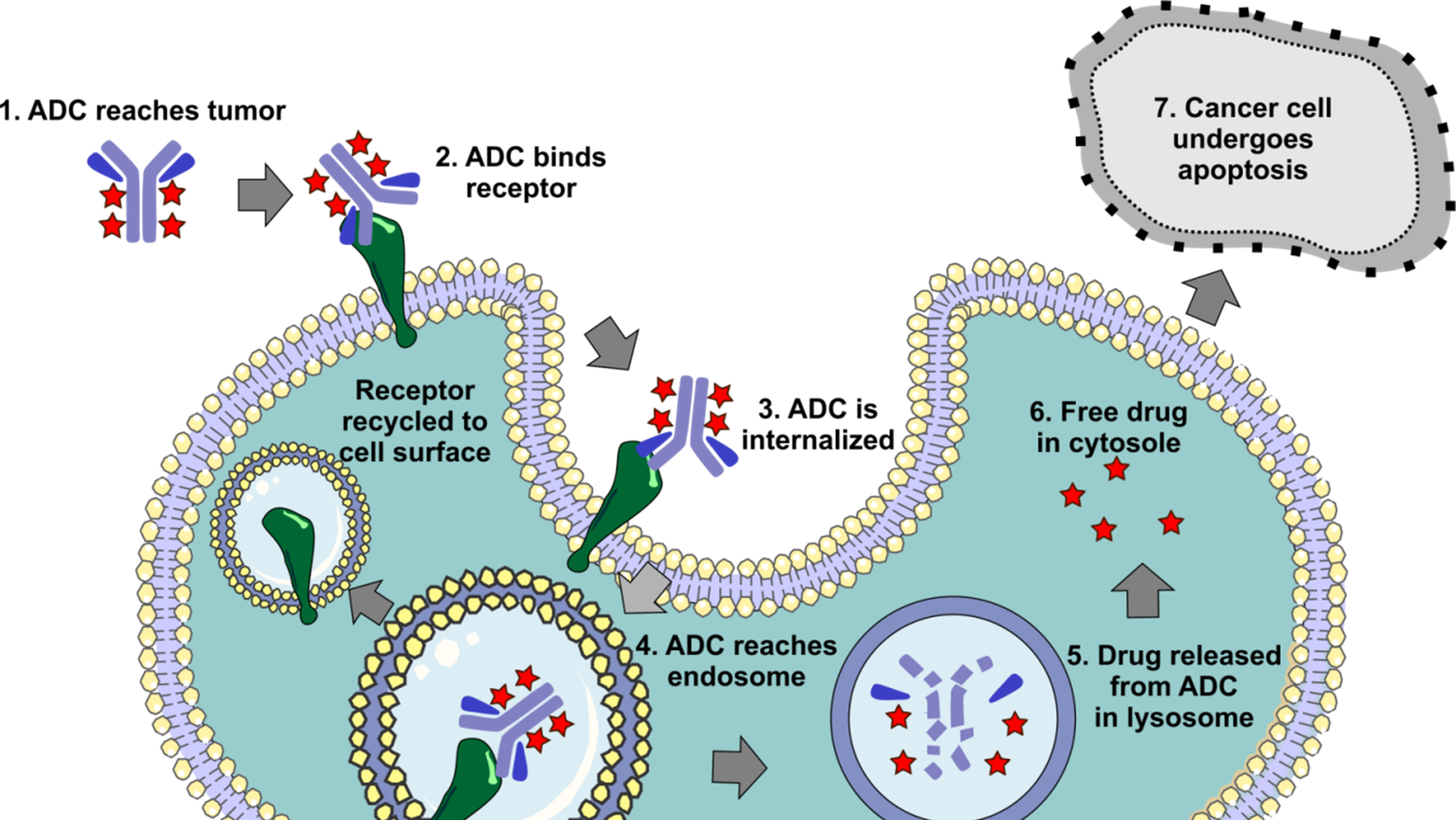 Adcendo broadens ADC pipeline in US$1bn biobucks deal