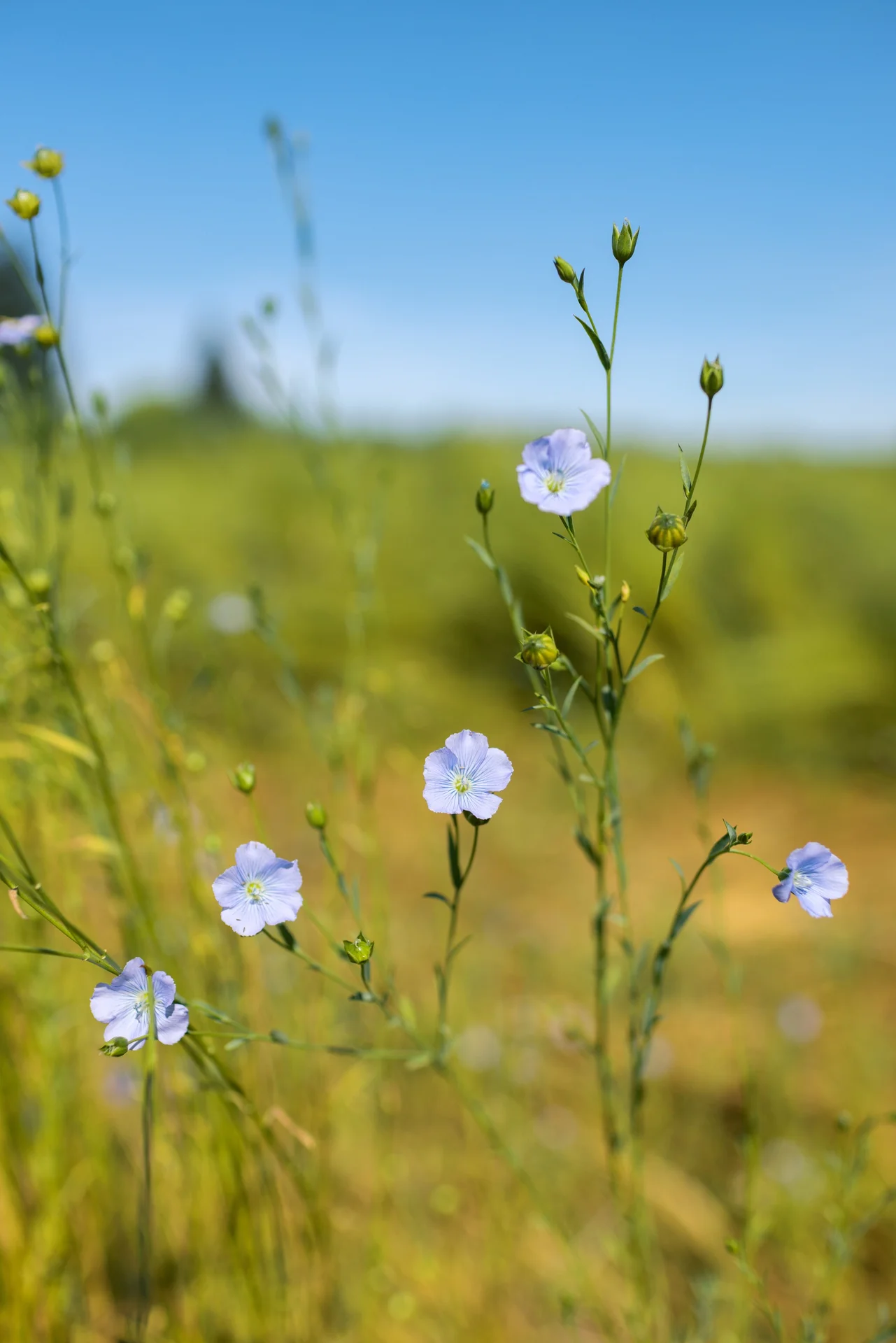 Fibers Fund Welcomes New Investment from SK2 Fund
