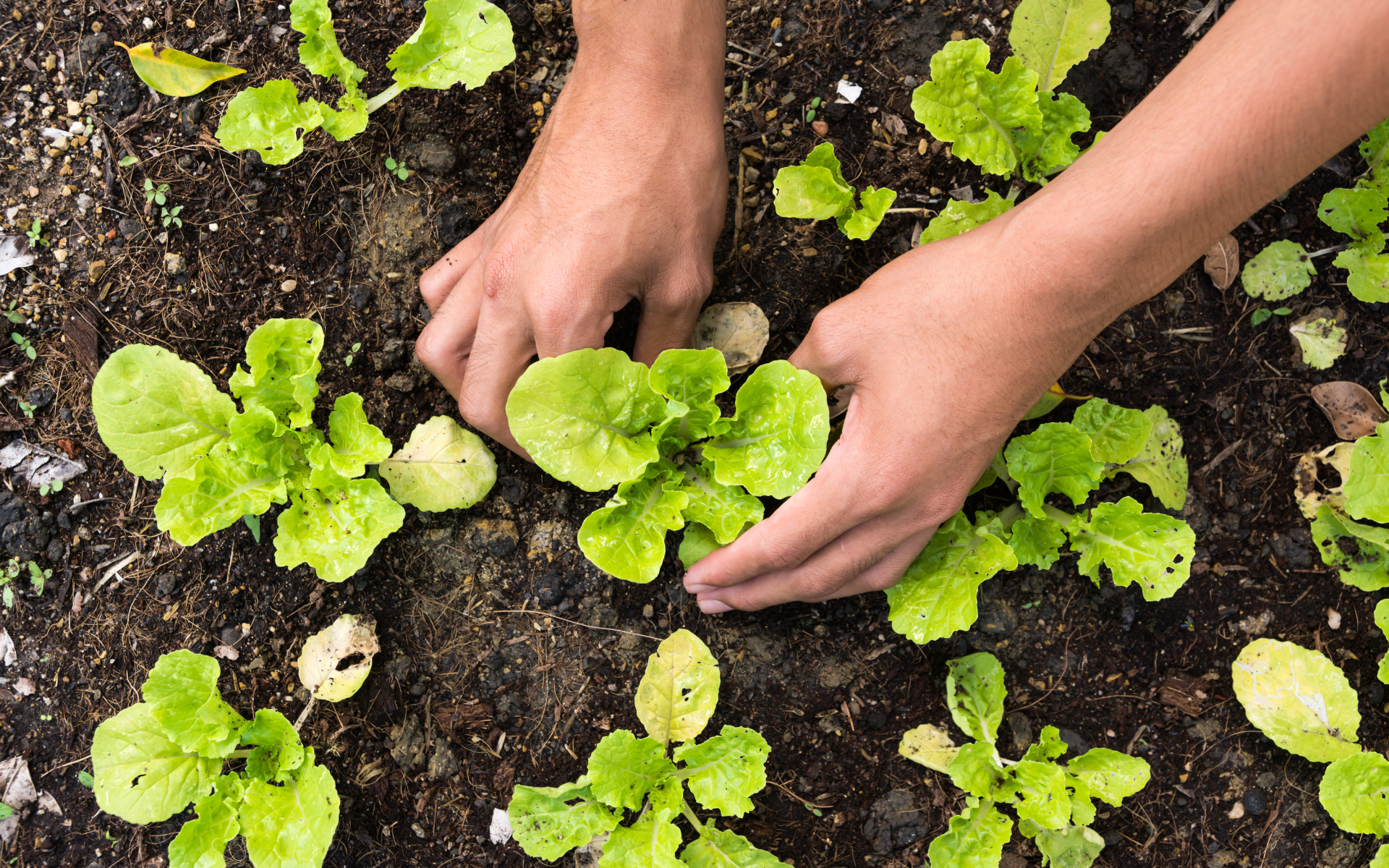 2nd Nature Sets a New Standard for Smarter Growth in Garden Retail