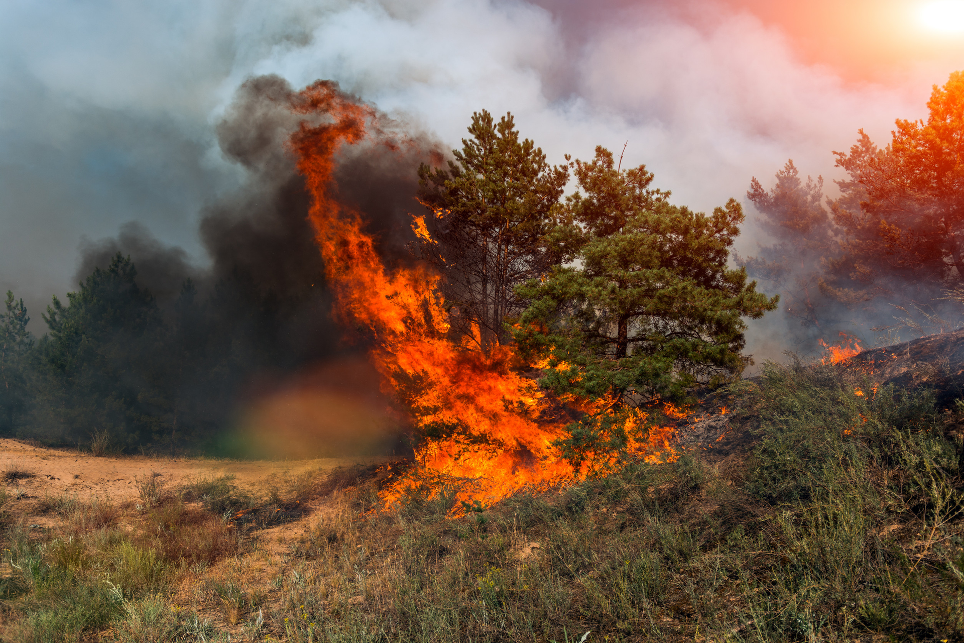 Tiny fire detector inspired by nature could transform wildfire prevention