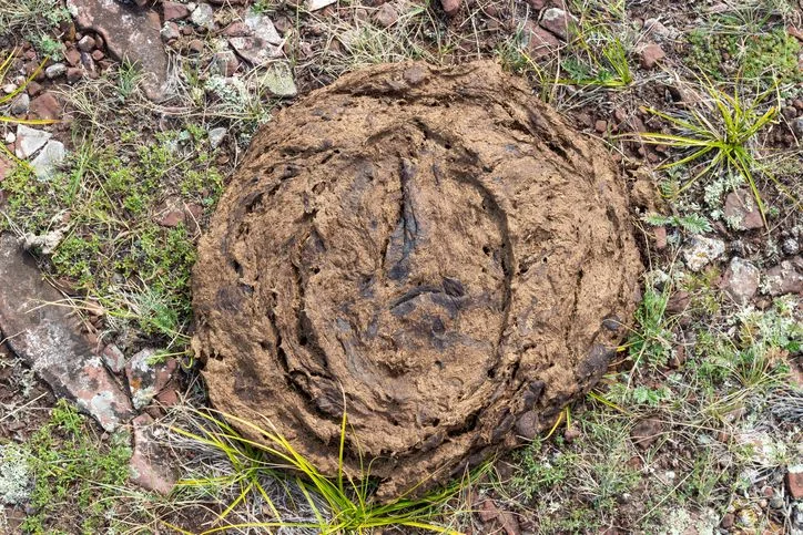 2022’s shitshow highlights the need for more manure tech