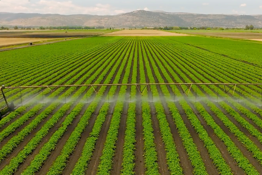 Giving farmers a more sustainable way to protect crops