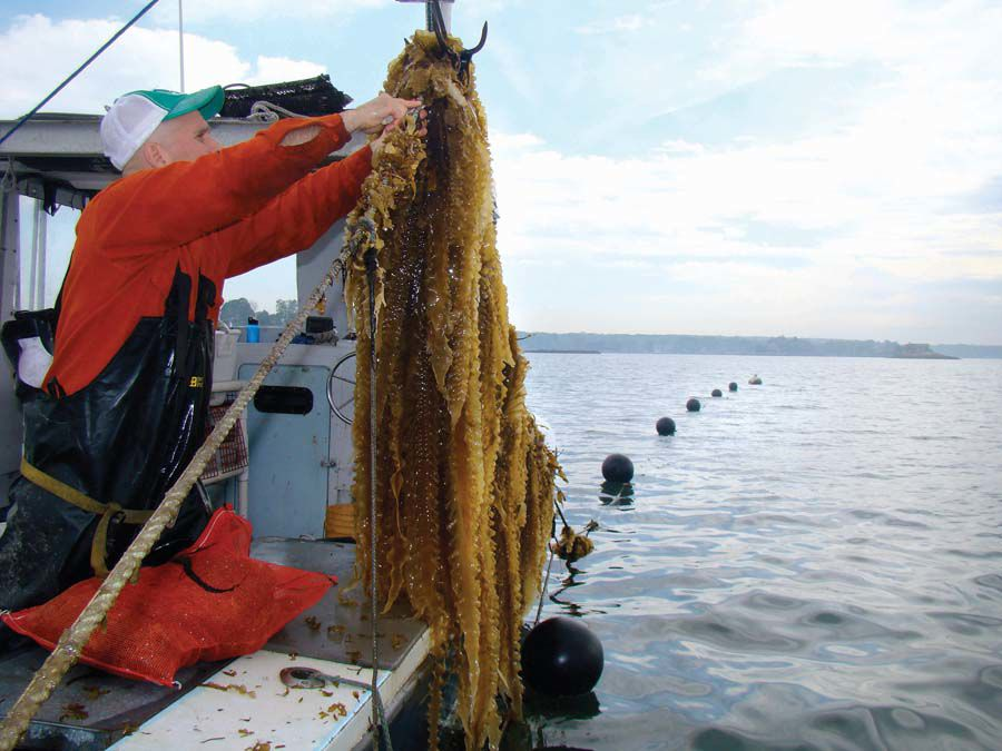 Seaweed May Be the Wave of the Future