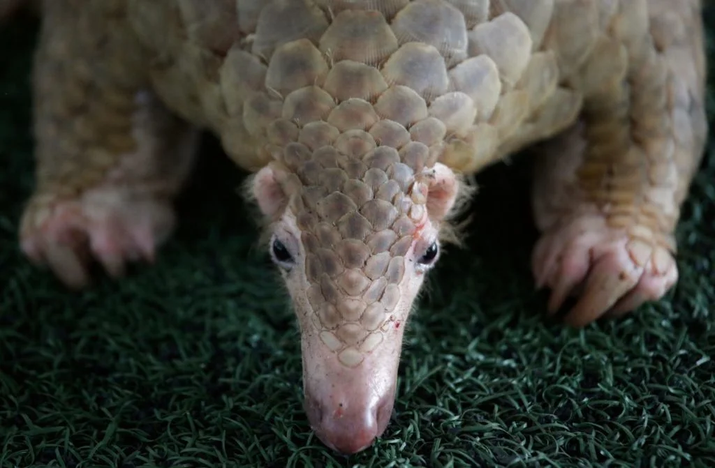 Norway’s Sovereign Wealth Fund excludes Chinese medicine stocks on species concerns
