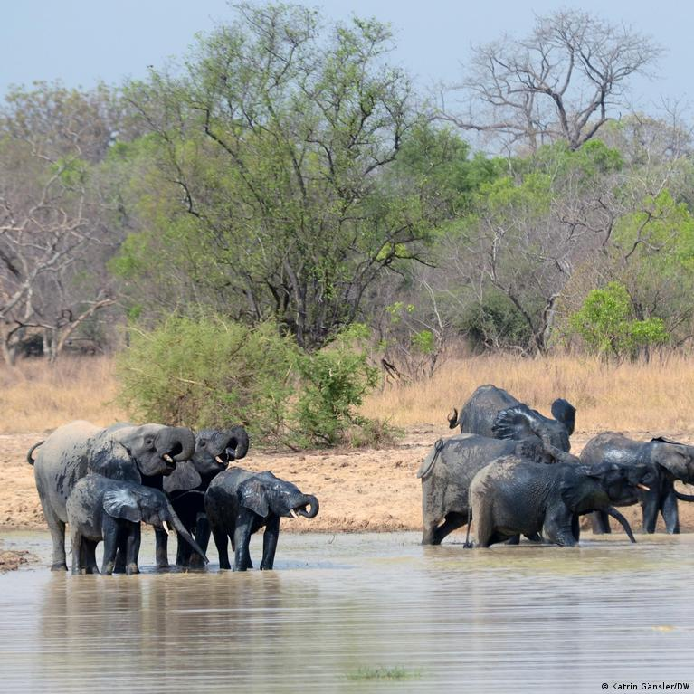African Parks: when conservation becomes a question of power