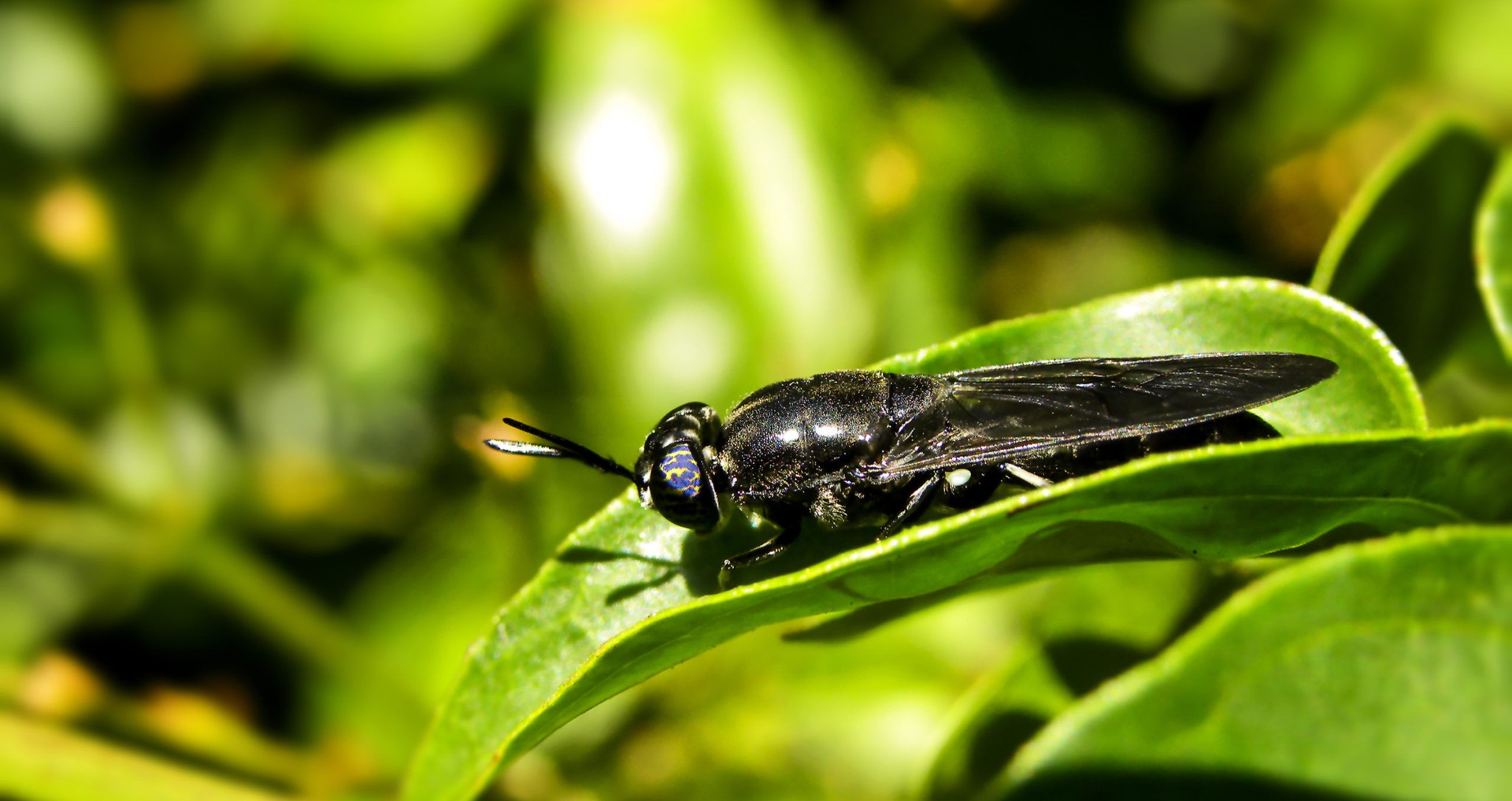 Protix Raises $50m in Largest Insect Farming Investment on Record