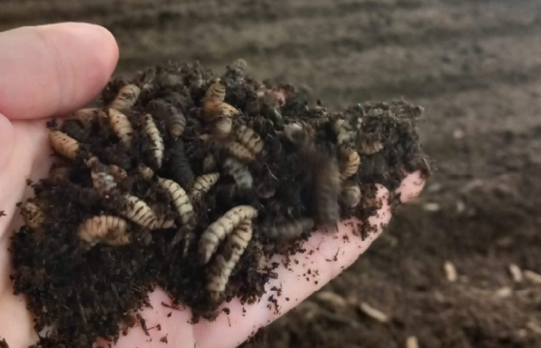 The Use of Pig Manure as Feed for BSFL