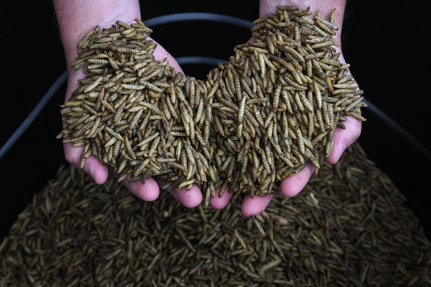 Black soldier fly larvae could revolutionize the global food supply