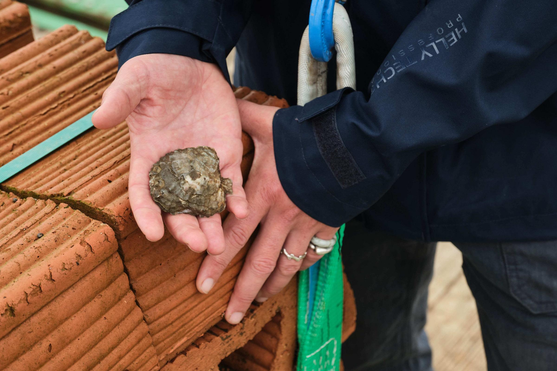 ‘Pioneering’ oyster reef project aims to boost biodiversity