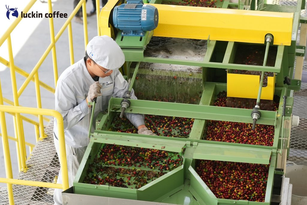 Luckin Coffee Green Coffee Bean Processing Plant Starts Trial Operation in Yunnan