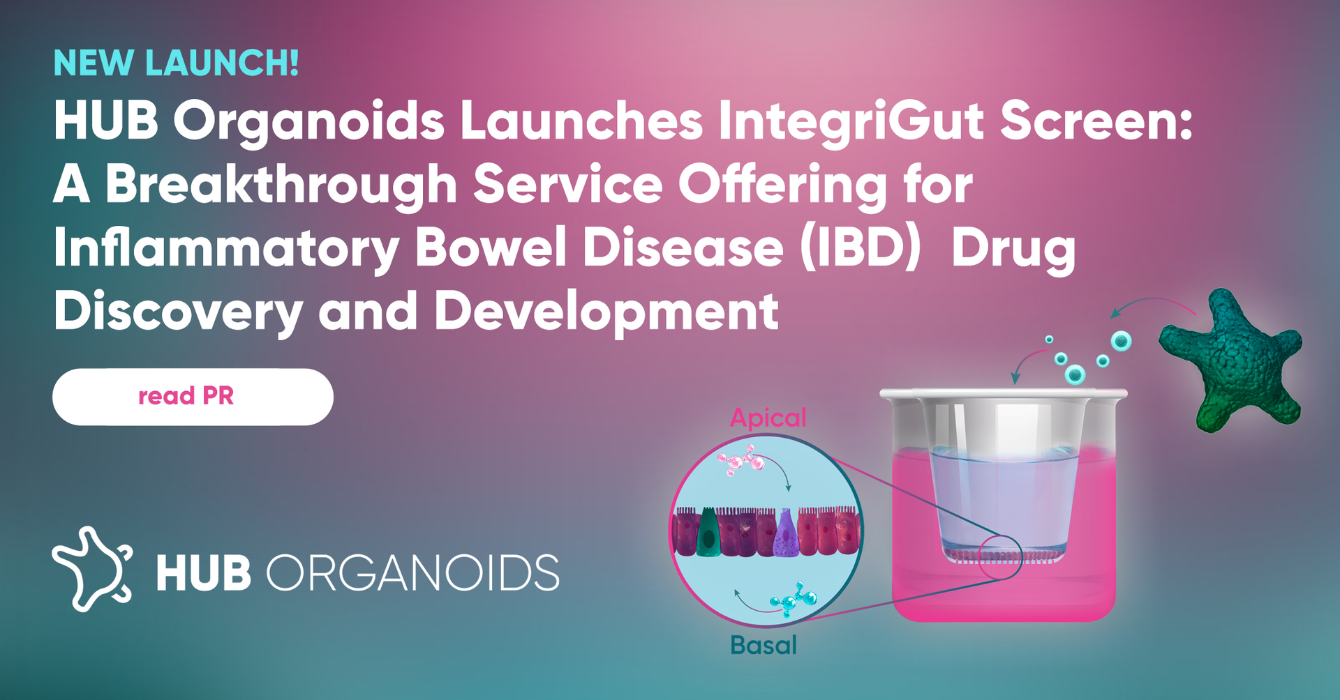 HUB Organoids Launches IntegriGut Screen: A Breakthrough Service Offering for Inflammatory Bowel Disease (IBD) Drug Discovery and Development