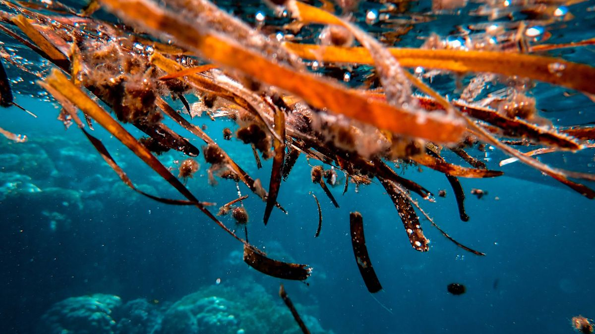 Devon is to get a new Seaweed farm