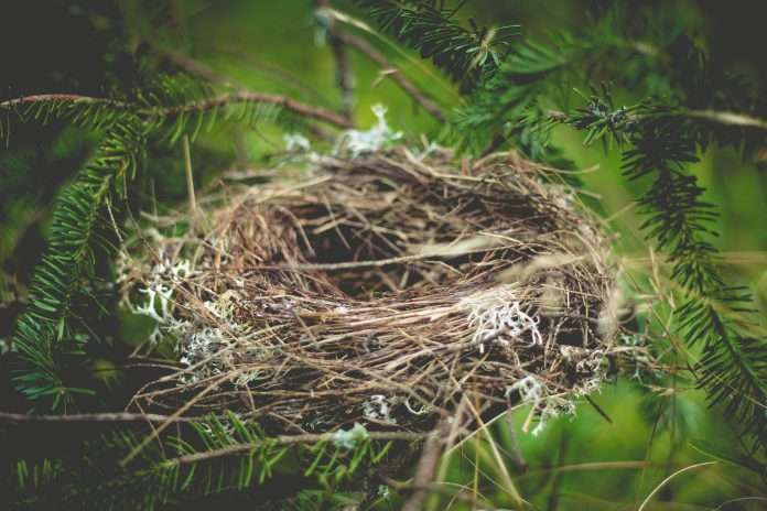 Financial wellbeing platform Paynest raises €2m in seed round