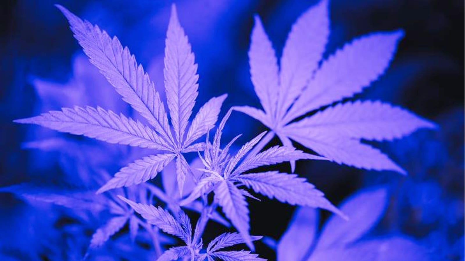 Unlocking The Potential Of Cannabis For Menstrual Pain Relief