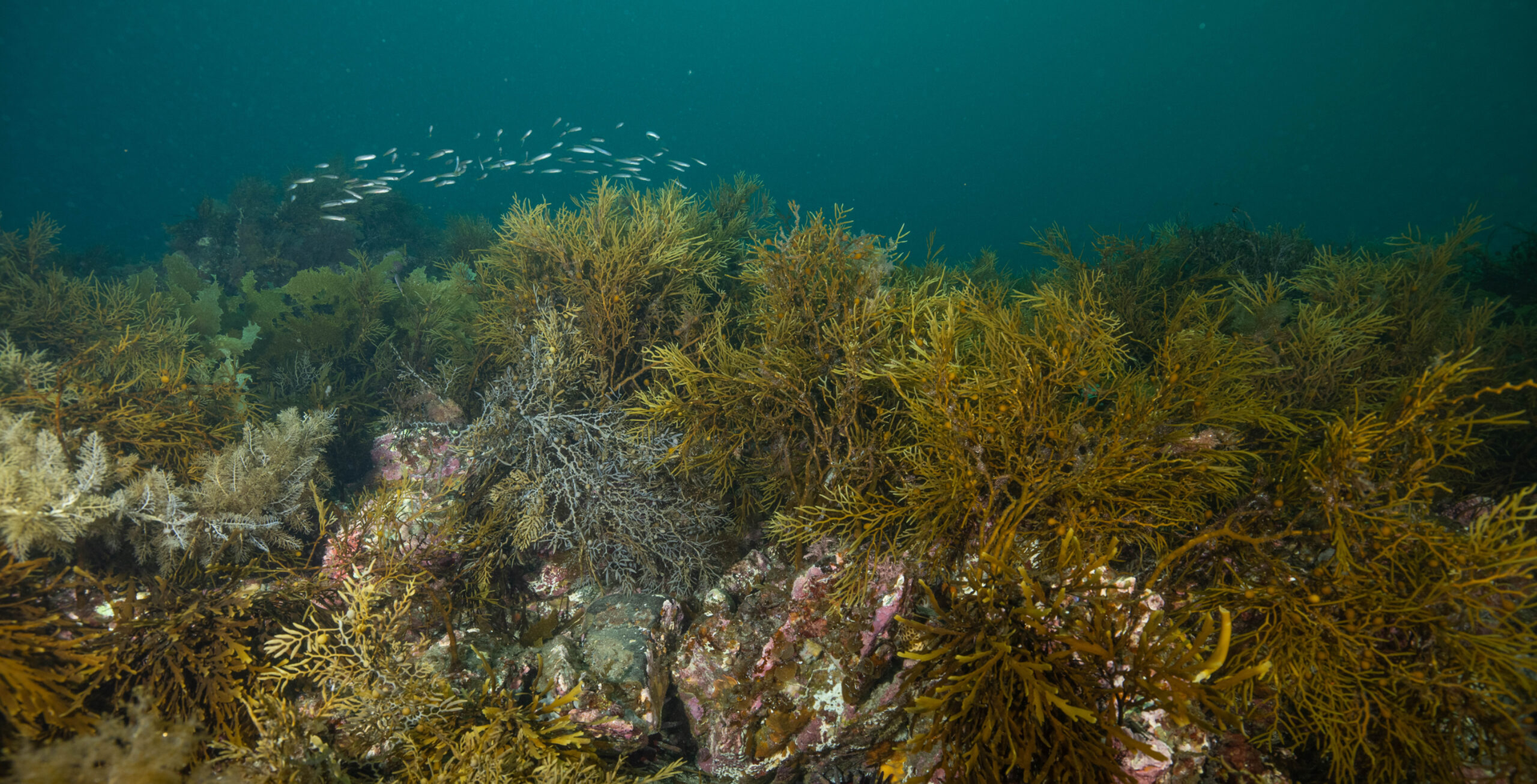 New seaweed farming project tackles climate change off England