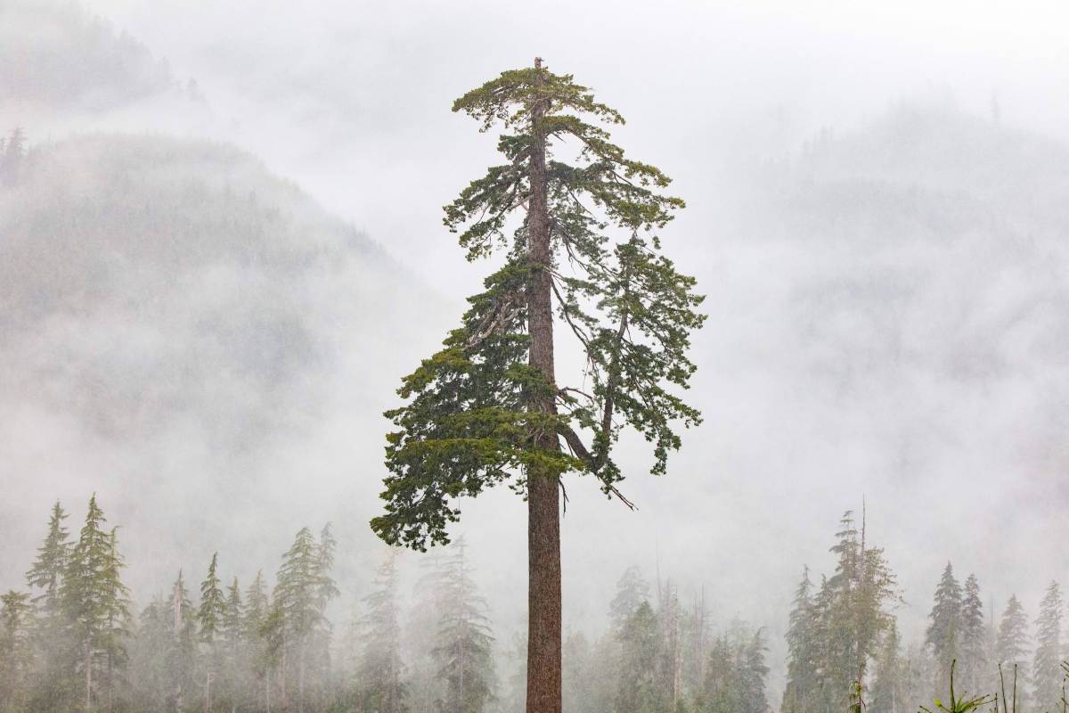 Consolidation begins to hit the carbon credit market