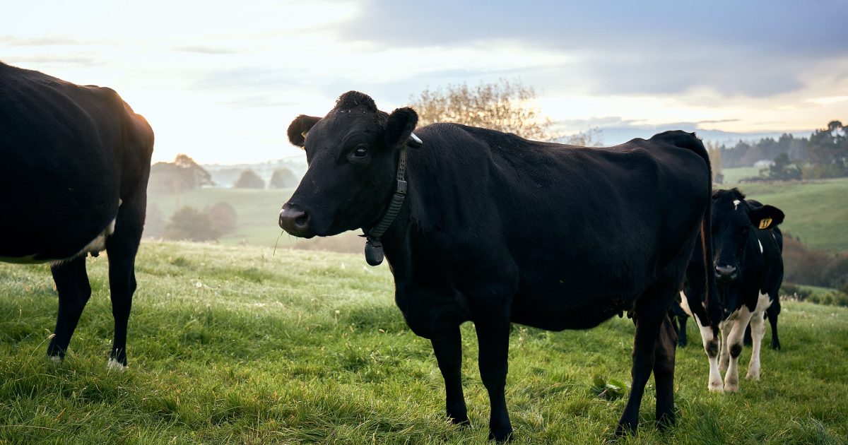 Halter's invisible fencing drives an inevitable shift in ranching