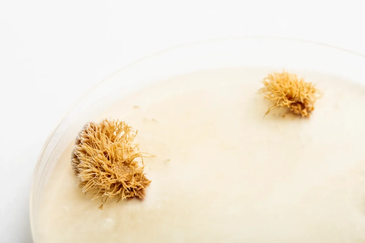 Mogu joins Atrium: hemp and mycelium among emerging bio-based materials