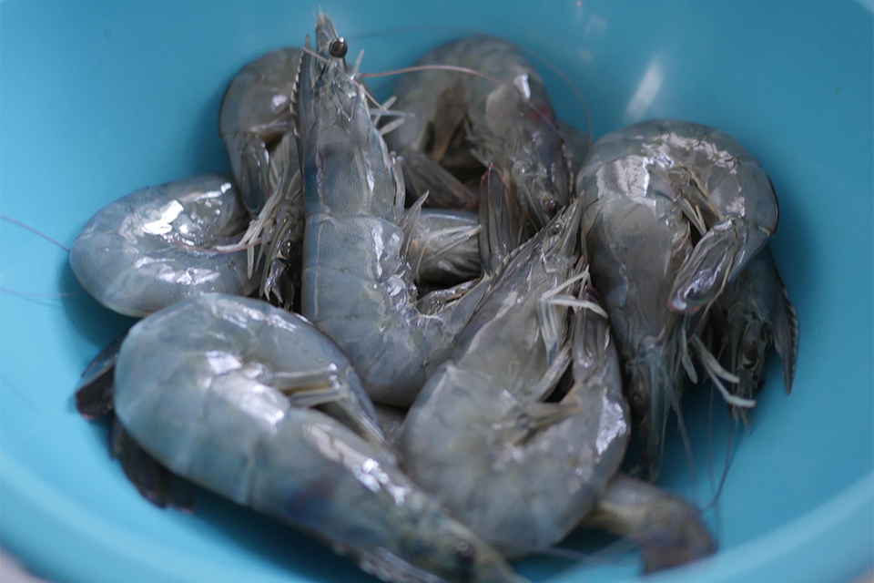 ‘We’re doing a lot of things that aren’t being done,’ says Los Angeles shrimp farm founder - Responsible Seafood Advocate