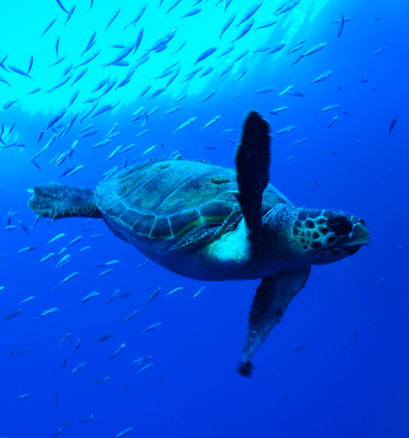 Beatbot launches sustainability initiative in partnership with Oceana