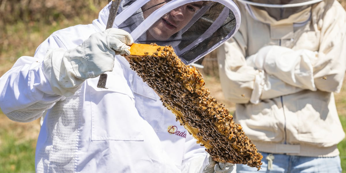 Binghamton University student wins competition with bee-saving technology