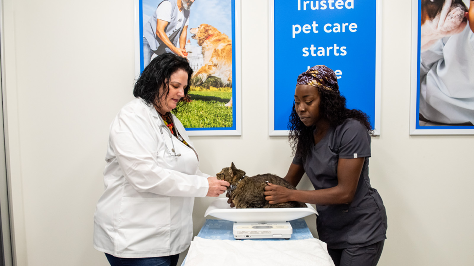 Walmart expands pet care partnership with Pawp