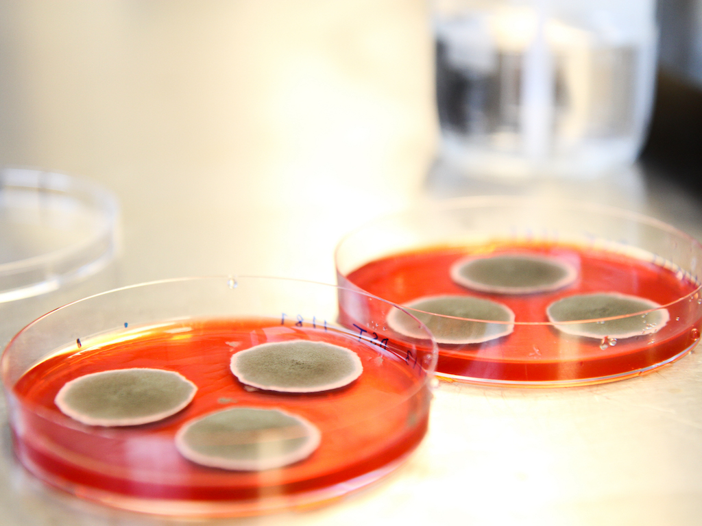 Chromologics Closes €6M Seed Round to Develop Vegan Food Colourants