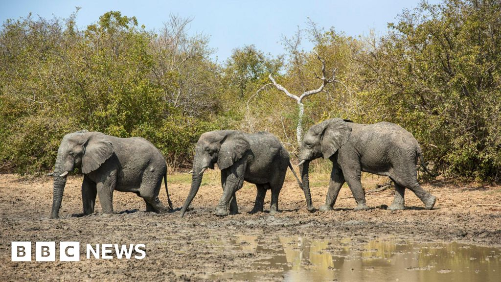 Chad restores ties with wildlife charity linked to Prince Harry