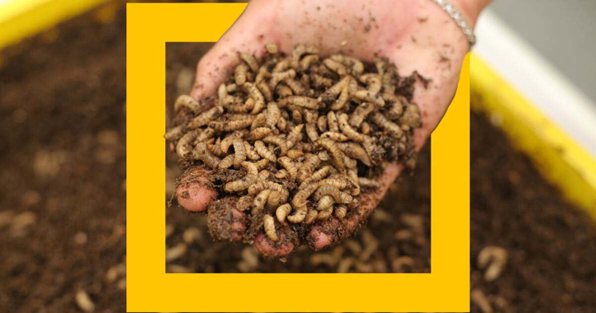 Upcycling food waste into alt protein: On-site insect farming developed for manufacturers and retailers