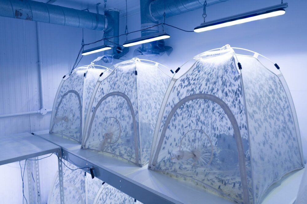 Entocycle lands $5m Series A to roll out insect farming tech