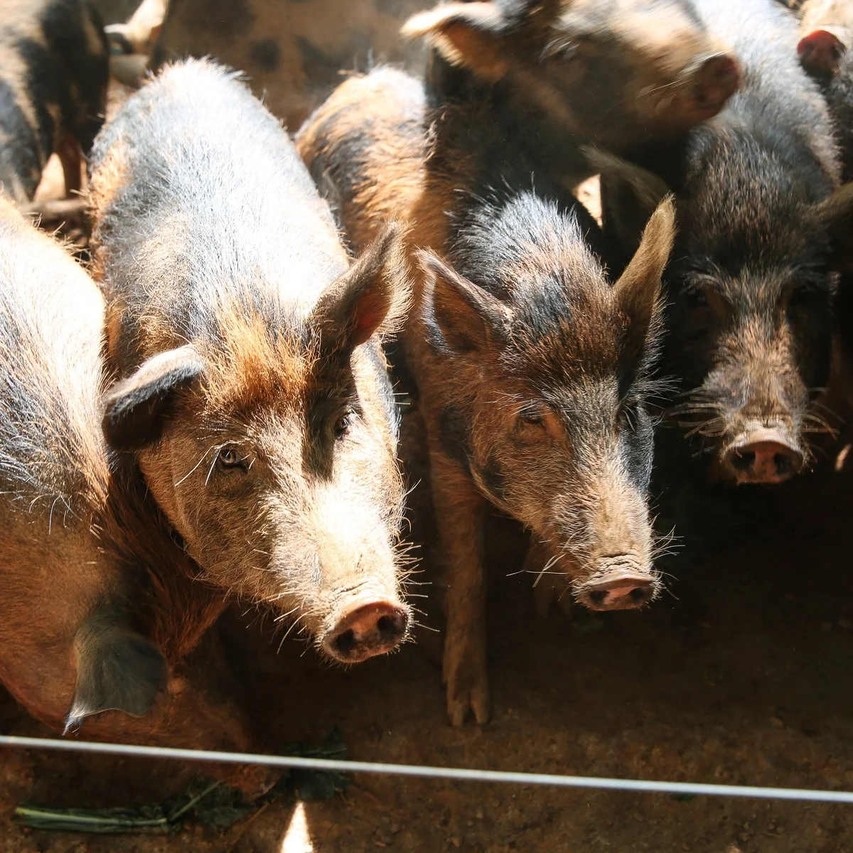 Raleigh startup wants to fight climate change with manure