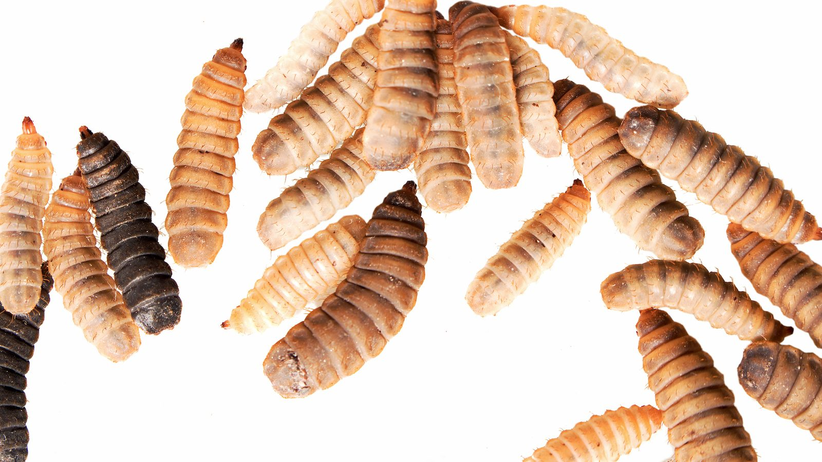 Black soldier fly larvae could help feed a booming global population