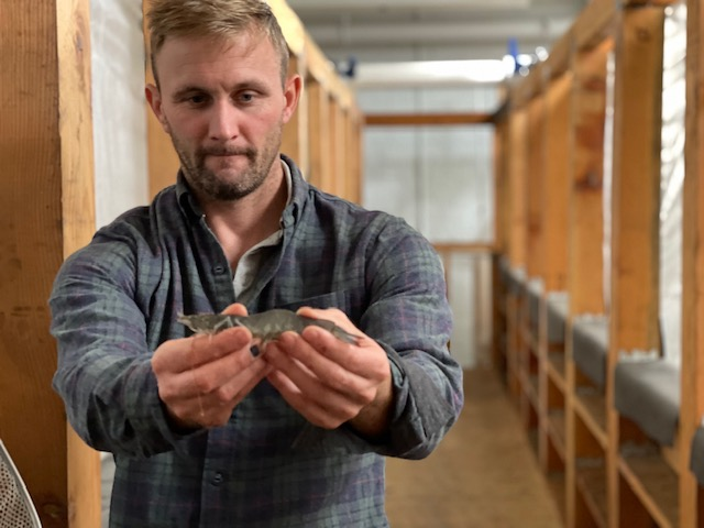 TransparentSea Farm—a more sustainable and delicious way of growing prawns