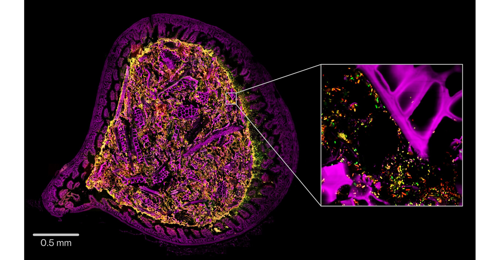 Kanvas Bio Publishes New Research on Novel Spectral Imaging Platform for Microbiome Drug Discovery