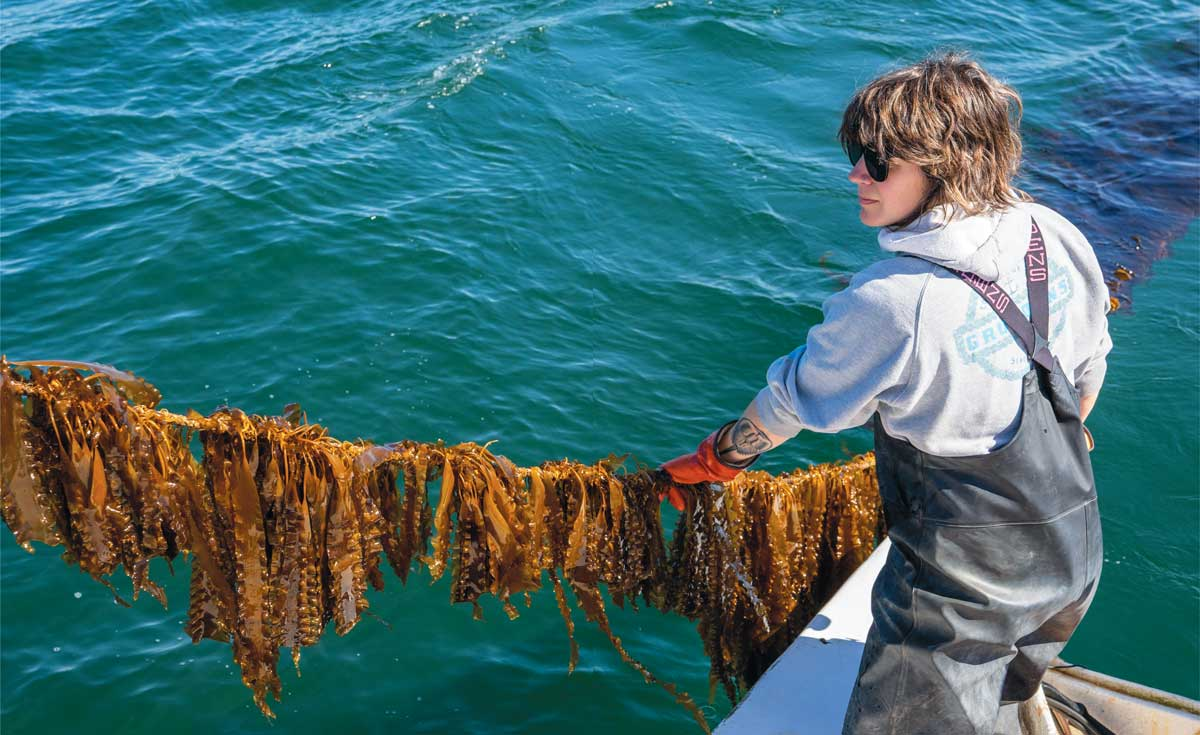 Sugar Kelp: Spring's Sweet Revival