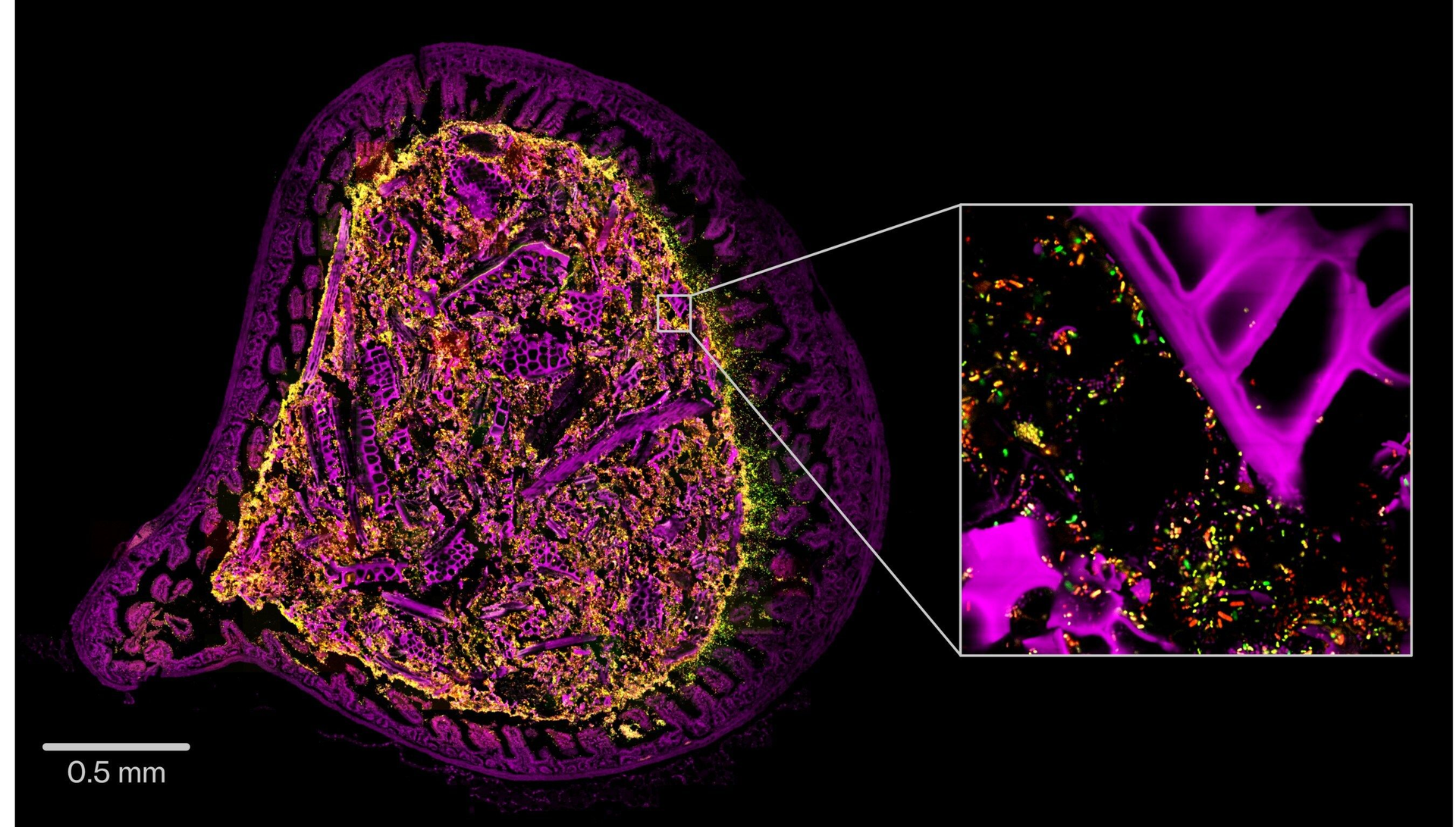 Kanvas Bioscience Research Shows Potential of HiPR-Map Platform for LBP Development
