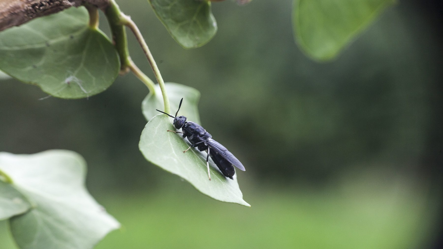 Investor dispute brings insect farming start-up before the high court