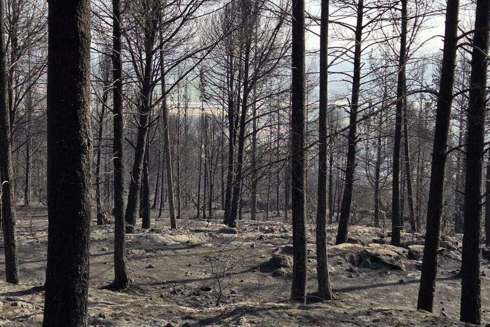 From the spark: Has a new technology for detecting massive wildfires been found?