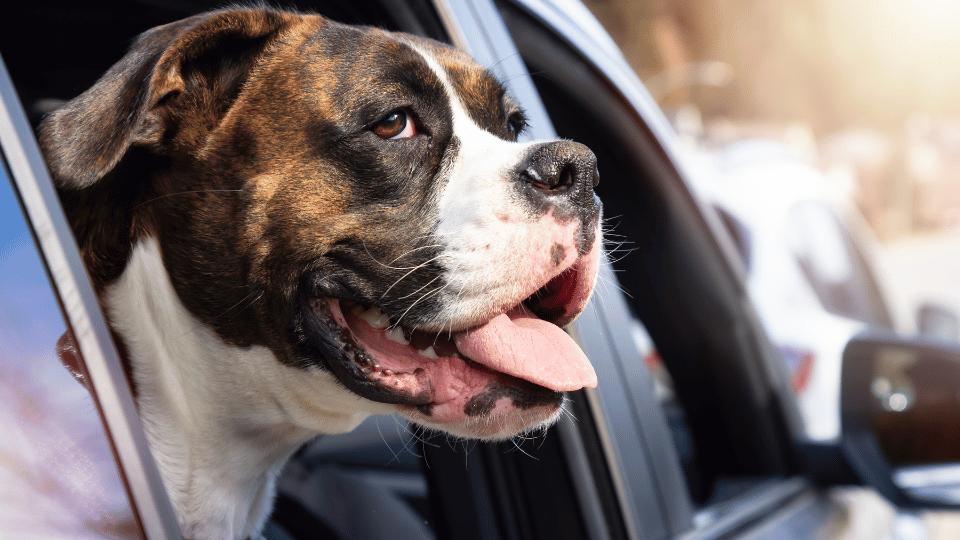 Pinnacle Pet Group's latest expansion in Europe