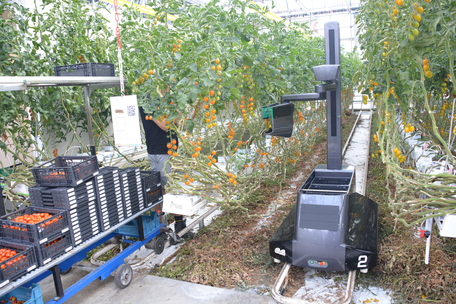 robot tomato harvest: is this the future?