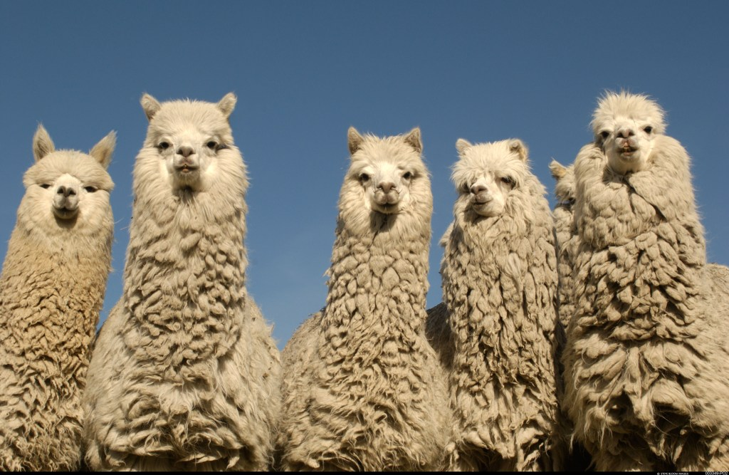 Stock trading API developer Alpaca raises $15M convertible note from SBI Group